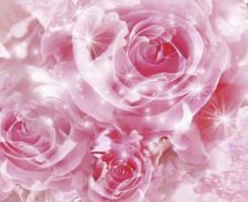 Beautiful Pink Roses Flowers