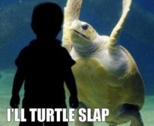 Come at me bro turtle slap