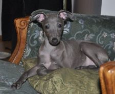 Italian Greyhound