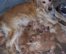 Woman Fucks Golden Retriever